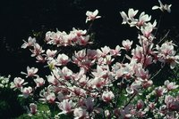The Little Gem is among the smallest of magnolia trees.