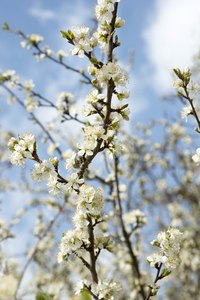 A range of plants can be used in the budding process.