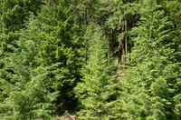 forest of evergreen trees