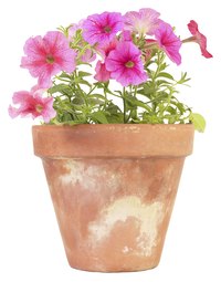 Black dots on petunia leaves may be harmless seeds or damaging pests.