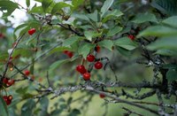 Hardy fruit trees such as cherries thrive in cold areas of the country.