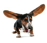 A dog can suffer with reverse sneezing throughout their life, or it can start when they get older.