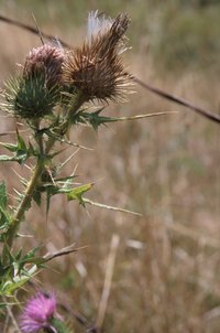 Aggressive thistles can be organically eradicated and prevented.