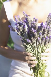 Lavender's fragrant essential oils are concentrated in the flowers and stalk.