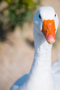 Geese can be a noisy nuisance.