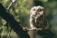 Design cute owls with cotton balls, pinecones and feathers.