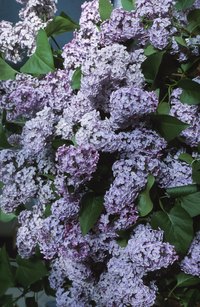 Healthy lilac bushes have large blooms that come in blue, purple and pink.