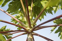 A view of the underside of a castor bean plant