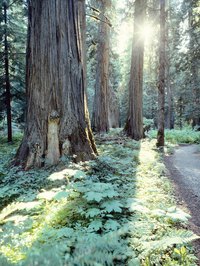 Cedar has a rich, attractive color and tight, impervious wood grain.
