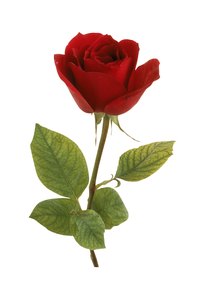 Use tissue paper to make lifelike roses.