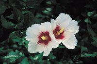 Rose-of-Sharon hibiscus grows well in the Northeast.