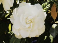 Gardenia blooms measure 3 to 4 inches in diameter.