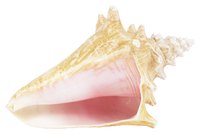 Real conch shells are rare and difficult to find, so make one out of paper instead.