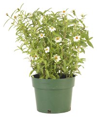 Plastic pots are functional but not attractive.