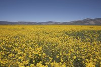 Locally native wildflowers sparkle in New Mexico gardens.
