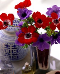 Plants will typically grow better in warm water.
