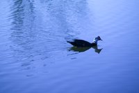 Ducks thrive on a diet of protein and veggies.
