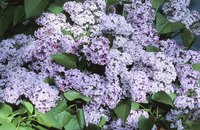 Pruning lilacs after flowering preserves next year's flower buds.