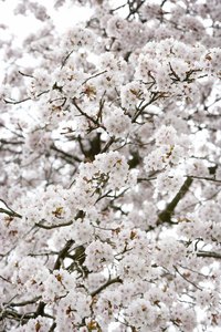 Both upright and weeping cherry trees feature spring blooms.