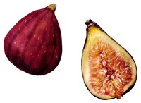 Figs grow to an average height of 10 to 20 feet, though they easily can be kept smaller.