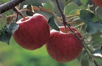 The apple trees Johnny Appleseed planted bore fruit typically used to make cider.