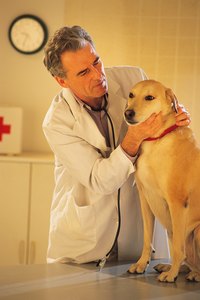 Lymphoma is the most common cancer in dogs.
