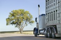 Bull haulers must receive special training in the management of cattle.