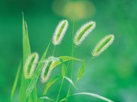 Flowering foxtails signal seeds are on their way.