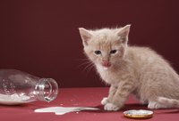 Kittens and cream don't go together.