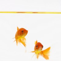 Goldfish are not strong swimmers; yellow-bellied slider turtles may eat them.