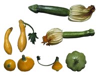 You can choose from over a dozen types of squash to grow in your garden.
