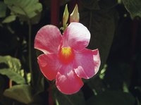 Mandevilla is the genus of many tropical plants and vines.