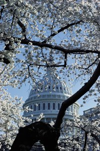 Key differences separate the federal budget process from state and local budgets.
