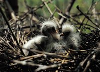 Baby birds learning to fly are called fledglings.