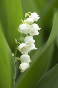 Lily of the valley is beautiful but poisonous.
