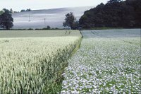 Linseed oil comes from the seeds of the flax plant.