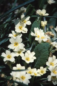 Perennial primrose is a tempting target for caterpillars.