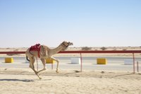 A camel running at a race track.