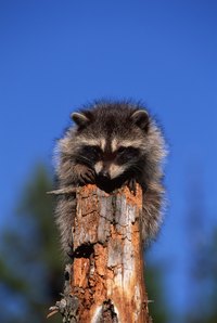 Racoons Can Transmit Diseases to People and Pets