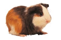 Guinea pig pregnancies are lengthy by rodent standards.