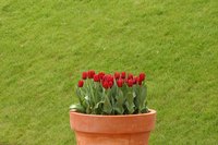 Keep your tulips healthy by properly repotting them.