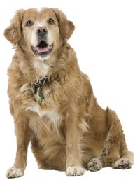 You cannot see the ribs protruding on a dog when it is at a healthy weight.