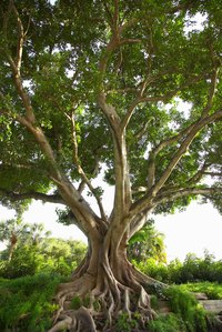 Many varieties of fig trees may grow 10 to 50 feet tall.