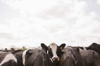 Raising cows is a dream for many Americans.