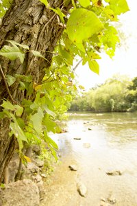 Wash clothing and tools repeatedly after coming in contact with poison ivy, which can severely irritate skin.