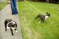 A woman taking two dogs on a leash walk in the park.