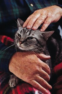 "I know I'm not a Persian or Siamese cat, but what am I?"