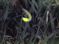 A firefly shining in the grass