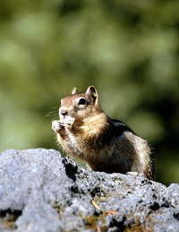Chipmunk activity can damage structures and foundations, but they do not eat through them.