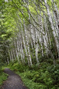 Paper birch has an upright, pyramidal growth habit.